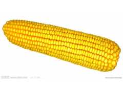 超低价的玉米收购，东湖农牧发展公司专业提供