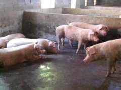 荆门涵威畜牧供应实惠的商品猪：价位合理的荆门生猪