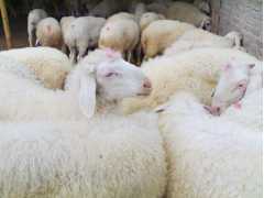 养殖小尾寒羊|市场上优秀的小尾寒羊在哪里可以找到