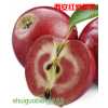 洛川优质瑞士“红色之爱”红肉苹果苗