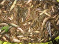 成都泥鳅养殖代理加盟|价位合理的成都泥鳅养殖推荐