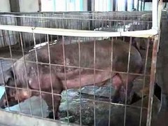 潍坊杜洛克种公猪_品种齐全的杜洛克种公猪在哪里有供应