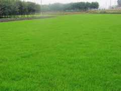 北京人造草坪多少钱人造草皮价格13522238525