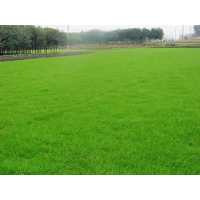 北京人造草坪多少钱人造草皮价格13522238525