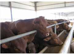 济宁口碑好的肉牛哪里有供应，优质肉牛批发价格
