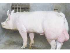 邹城悦源工贸供应价位合理的种猪——济宁养殖种猪