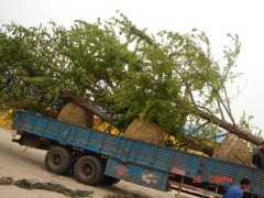 安徽20公分银杏树——划算的20公分银杏树出售