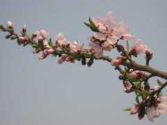 江苏桃树授粉花粉厂家低价格促销，育果花粉您值得信赖