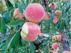 优质桃树苗厂家|优质桃树苗价格-青州市丰源果树种苗合作社