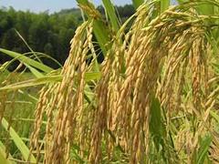 哪里有供应品质好的大米——低价许昌大米