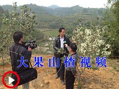 桂林地区哪里有卖优质大果山楂：爽口的大果山楂
