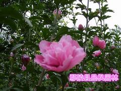 【推荐】许昌知名的高杆木槿种植基地——焦作木槿