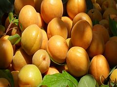 杏苗价格|河南原生态甜杏种植基地哪家知名度高