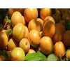杏苗价格|河南原生态甜杏种植基地哪家知名度高
