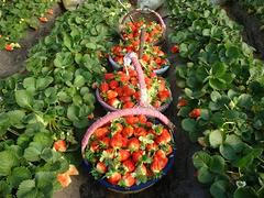 优惠的烟台草莓苗木 哪里能买到优质的烟台草莓苗木