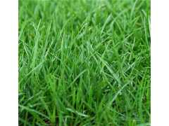 草坪种子 在哪里买到广西优质的草坪种子