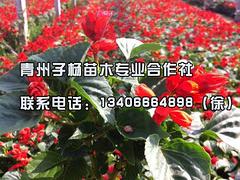 【山东】【青岛】【天津】一串红种植、批发基地-子杨