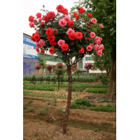国际月季花产业平台提供南阳树状月季
