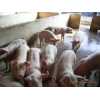 厂家直销的猪养殖：供应山西特色的誉隆牛羊养殖—猪
