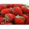 低价烟台草莓苗批发——供应山东口碑好的烟台草莓苗
