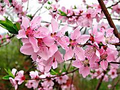 抢手的映霜红桃树出售，滨州映霜红桃树
