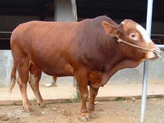 要买质量好的利木赞牛，海军肉牛养殖是不二选择_利木赞牛供应商
