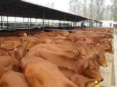 鲁西黄牛基地|潍坊口碑好的鲁西黄牛批发商