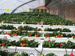 潍坊草莓温室建设找哪家公司好|承建草莓温室
