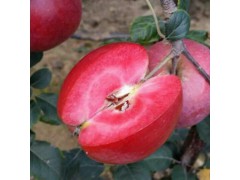 特色水果红肉苹果种苗批发供应