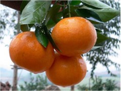 四川柑橘苗价格，四川柑橘苗批发，四川柑橘苗特点