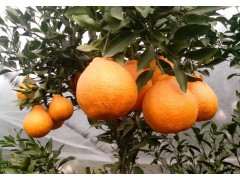 四川柑橘苗批发，四川柑橘苗特点，四川柑橘苗出售