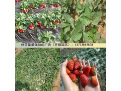 优质草莓苗品种 大棚草莓树苗哪里有