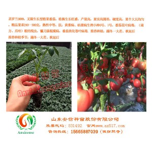 山东番茄苗厂家—安信种苗 品质有保证