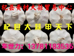 河南杞县黄村大蒜贸易中心大量供应优质大蒜