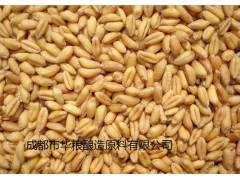 求购高粱糯米玉米碎米大米淀粉豆类小麦等原料图1