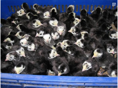 军曼农业科技公司出售火鸡苗
