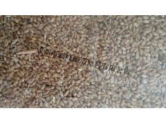 求购大米玉米高粱碎米小麦图1