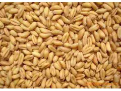 求购糯米淀粉高粱玉米碎米小麦大米豆类等原料图1