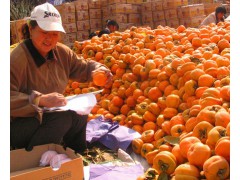 河北省保定市满城区柿子沟磨盘柿子大量出售 量大质优图1
