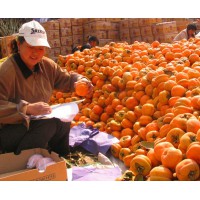 河北省保定市满城区柿子沟磨盘柿子大量出售 量大质优