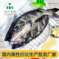 安徽三珍食品厂家供应新鲜冷冻开背鮰鱼