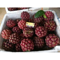 供应布福娜菠萝葡萄种苗特色水果种植