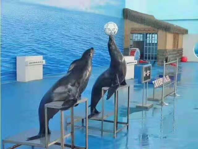 海狮表演出租动物展览海狮表演租赁