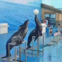 海狮表演出租动物展览海狮表演租赁